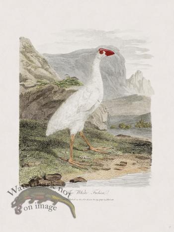 27 New Holland Caffowary